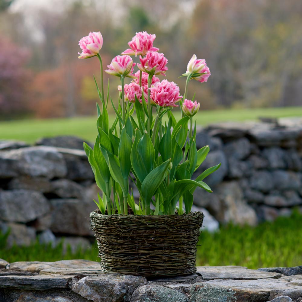 Tulip 'Crispion Sweet,' Ready-to-Bloom Basket