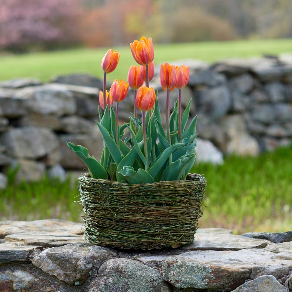 Tulip 'Prinses Irene,' Ready-to-Bloom Basket