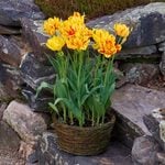  Tulip 'Monsella,' Ready-to-Bloom Basket