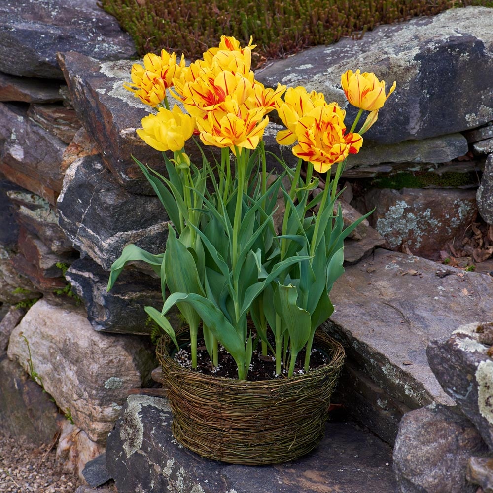 Tulip 'Monsella,' Ready-to-Bloom Basket