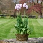  Tulip 'Silver Cloud,' Ready-to-Bloom Basket