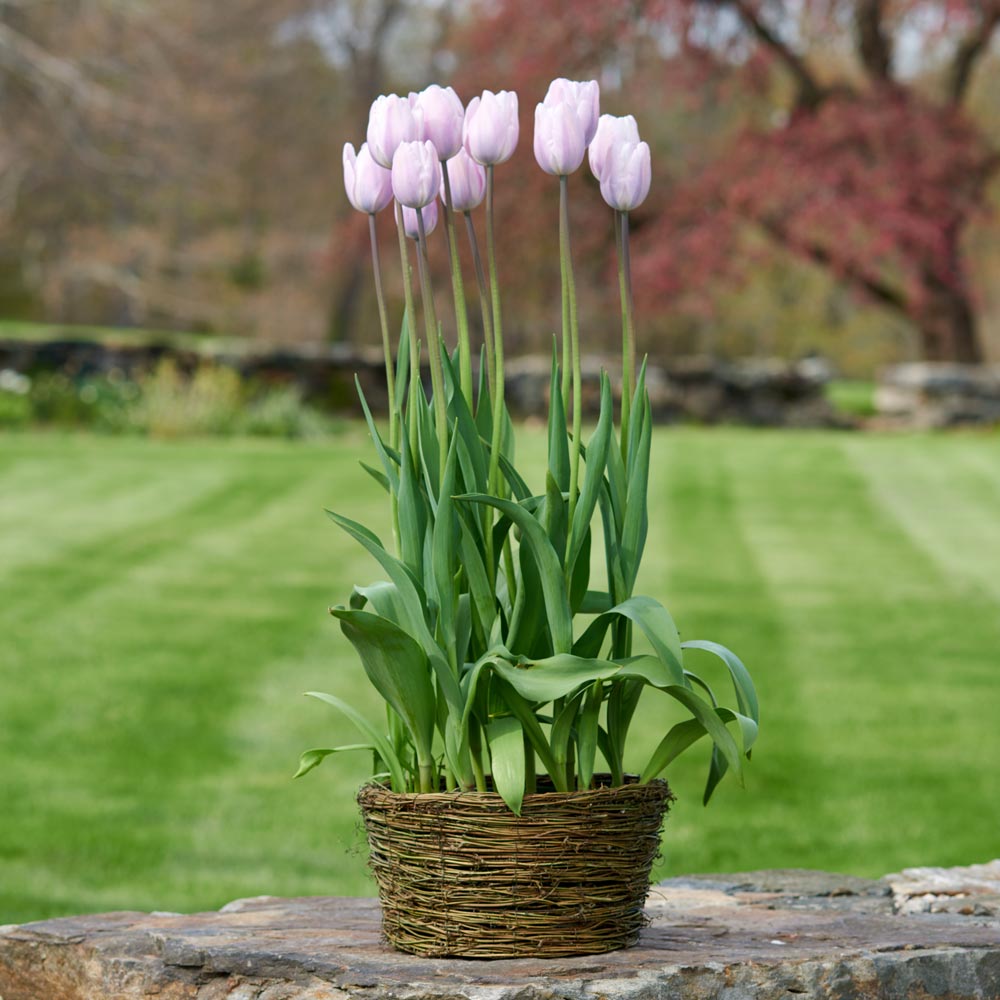 Tulip 'Silver Cloud,' Ready-to-Bloom Basket