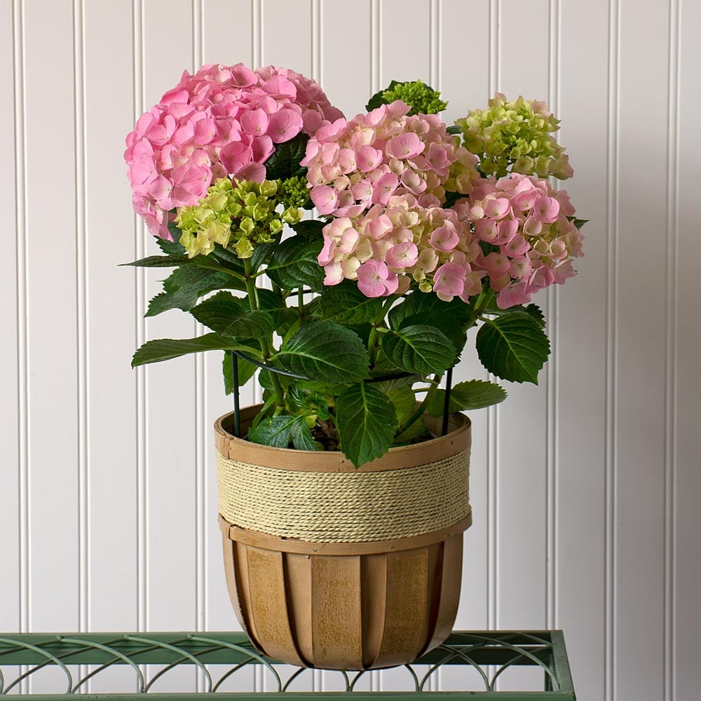 Pink Hydrangea in small wooden basket