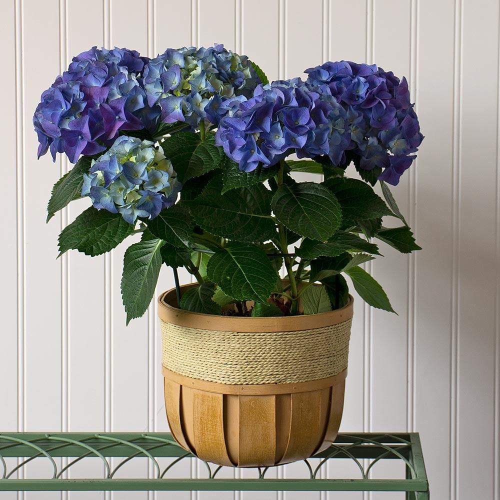 Blue Hydrangea in small wooden basket