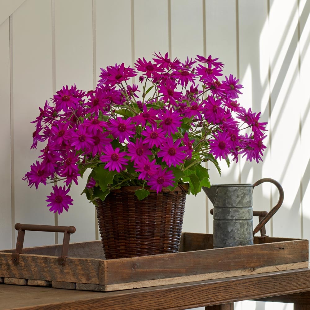  Cineraria Senetti® Magenta in woven basket