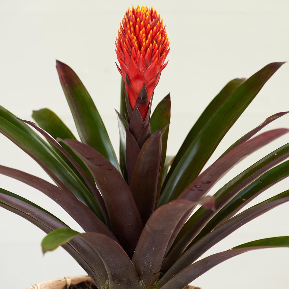 Bromeliad Guzmania 'Tala'