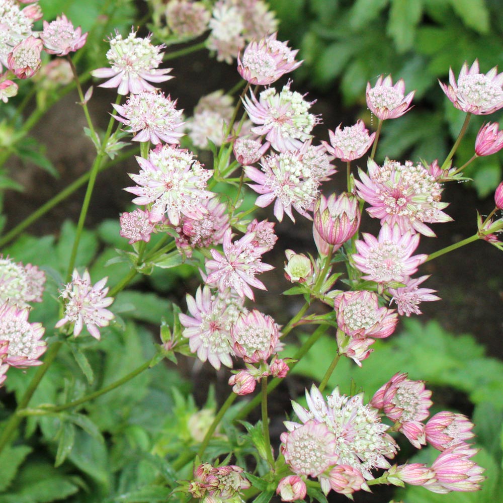 Astrantia major 'Star of Royals'