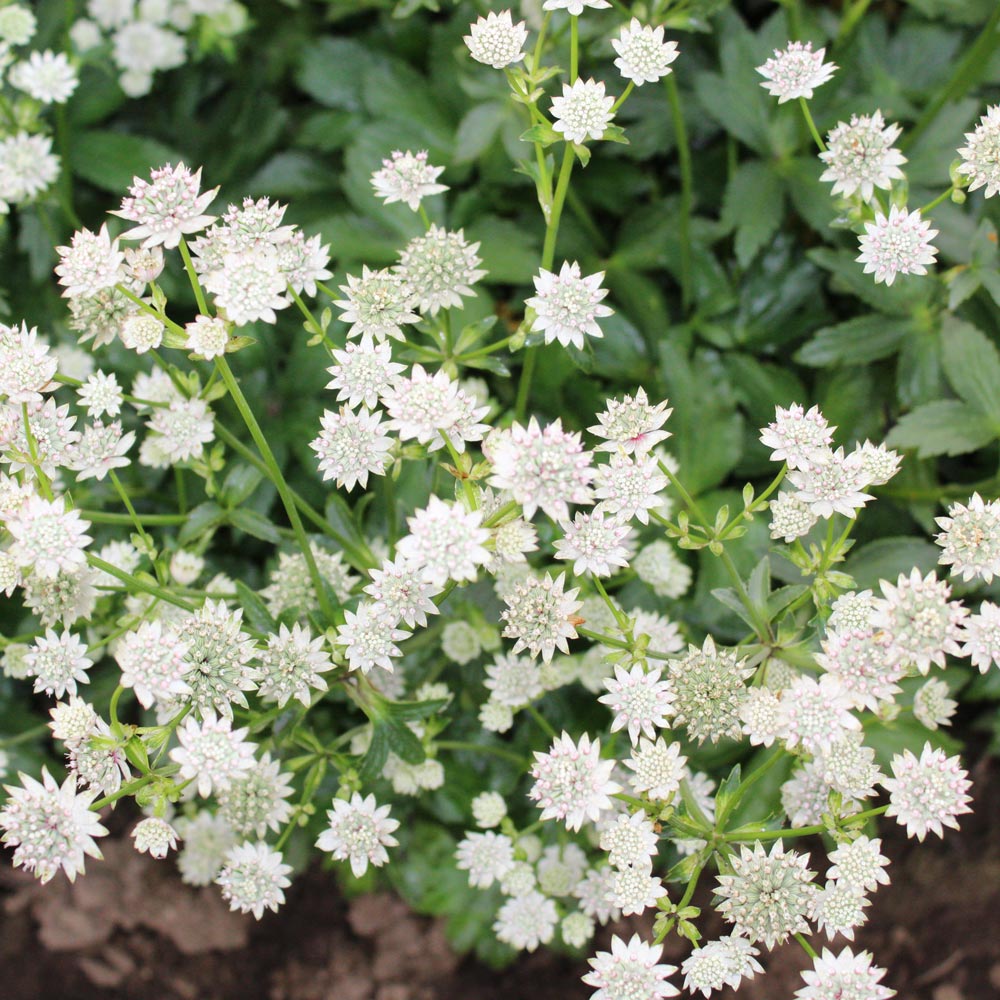  Astrantia major 'Star of Billion'