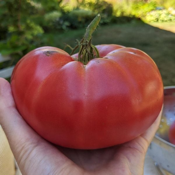 Tomato Heirloom Marriage™ 'Big Brandy' White Flower Farm