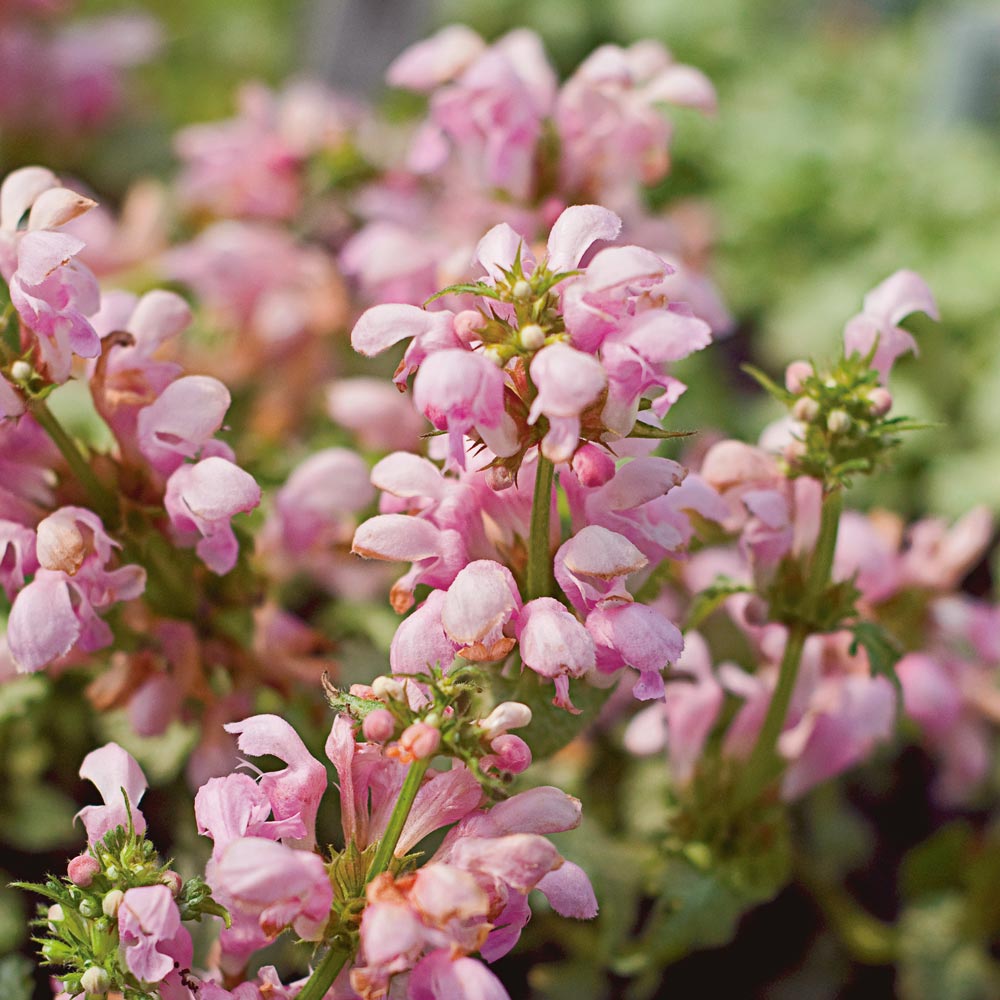 Lamium maculatum 'Pink Pewter'