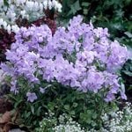  Phlox stolonifera 'Blue Ridge'