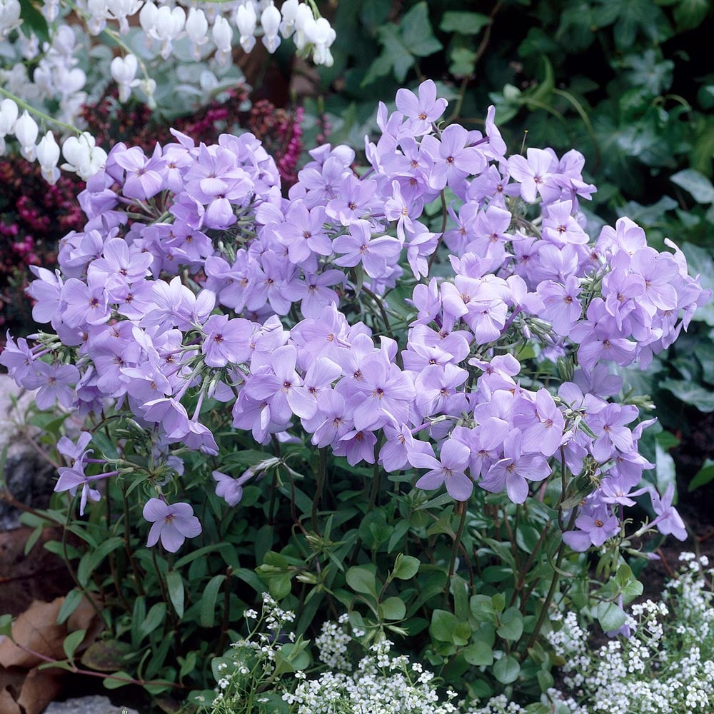 Phlox stolonifera 'Blue Ridge'