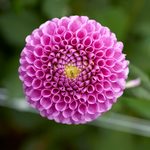 Ball-Form Dahlias