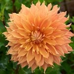  Dahlia 'Hamari Gold'