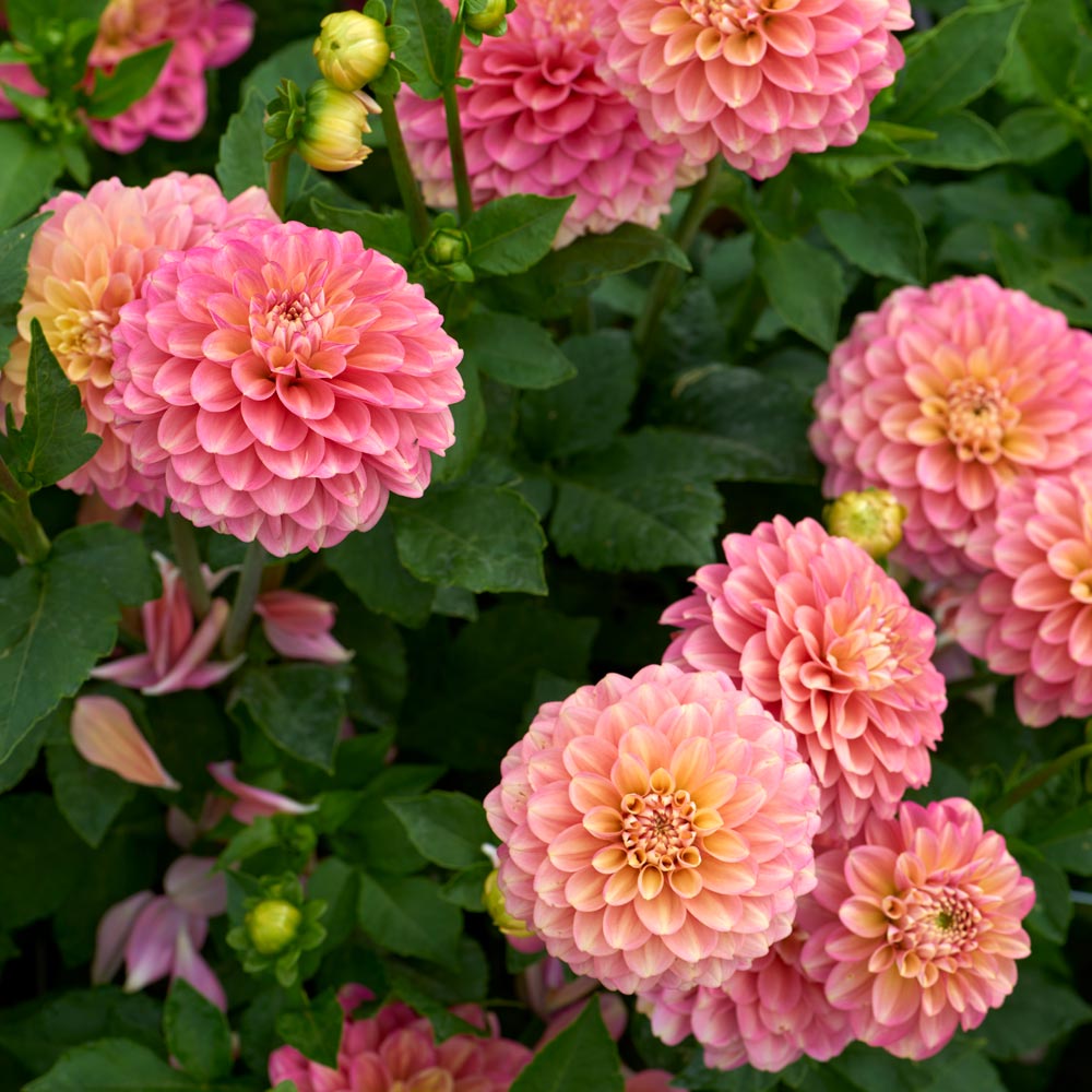 Dahlia &lsquo;Milena Fleur&rsquo; | White Flower Farm