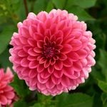 Dahlie Melody Fanfare - Ilovedahlia your dahlia specialist!