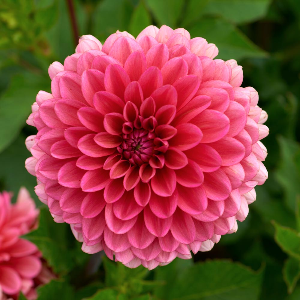 Dahlia 'Salmon Runner'