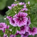  Malva sylvestris var. mauritiana 'Zebrina'