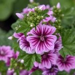  Malva sylvestris 'Zebrina'