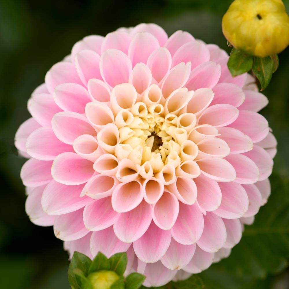 Dahlia 'Wizard of Oz'