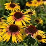  Echinacea purpurea Butterfly™ Yellow Rainbow Marcella