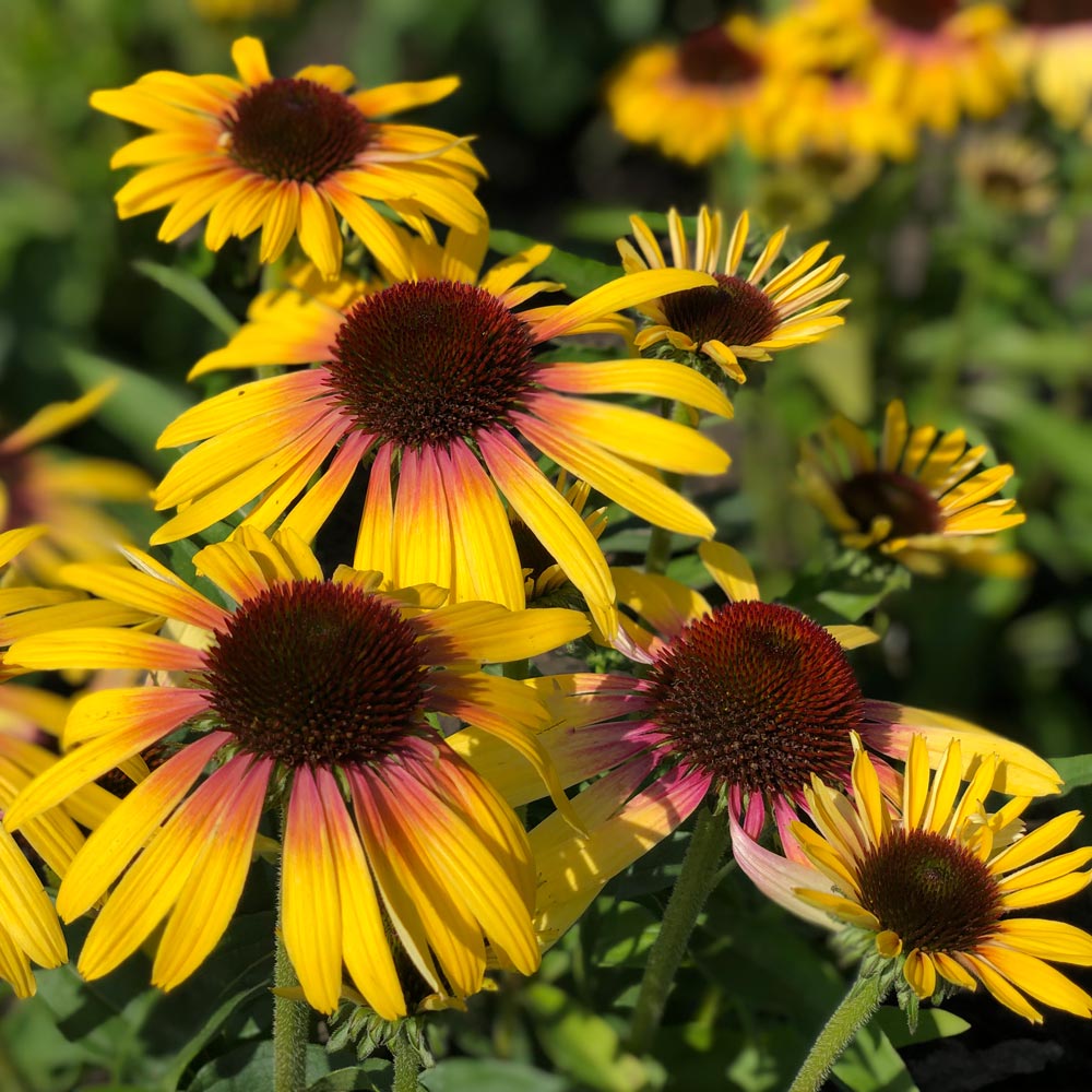 Echinacea purpurea Butterfly™ Yellow Rainbow Marcella