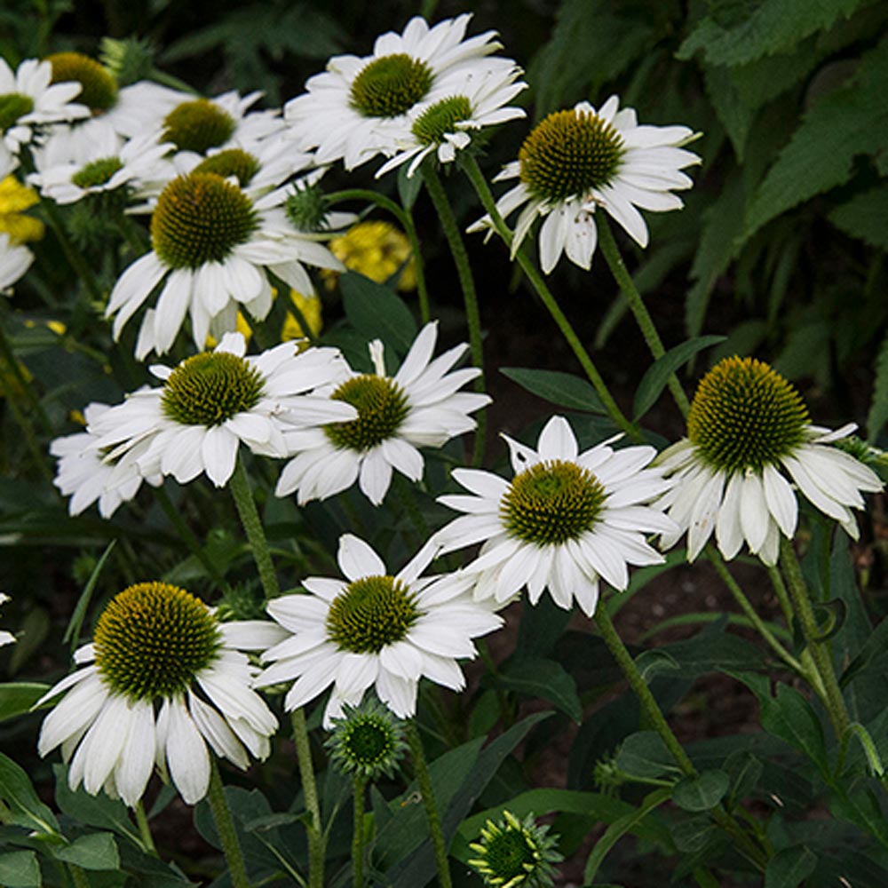 Echinacea Kismet® White