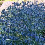 Sea Holly