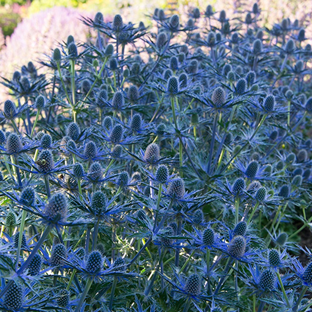 Image of Sea Holly flower that blooms in shade all summer