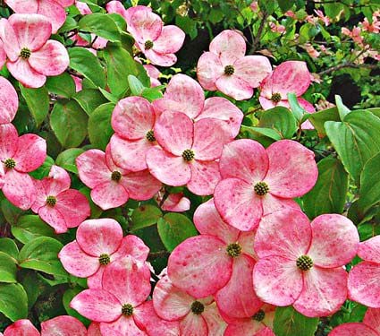 Cornus Stellar Pink®