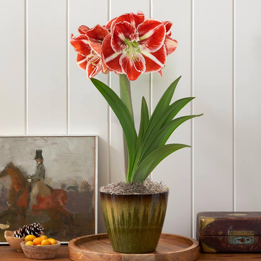 Amaryllis 'Samba'