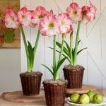  Pink Amaryllis in Woven Baskets to 3 Different Addresses - Standard Shipping Included