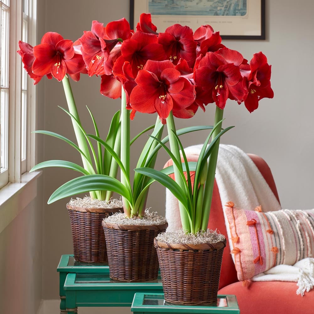 Red Amaryllis to 3 Different Addresses - Standard Shipping Included