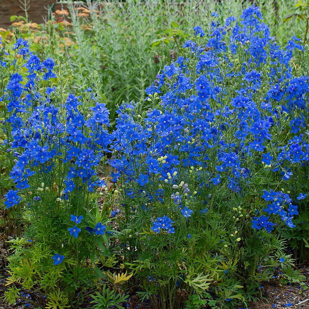 Delphinium elatum 'Planet Blue'