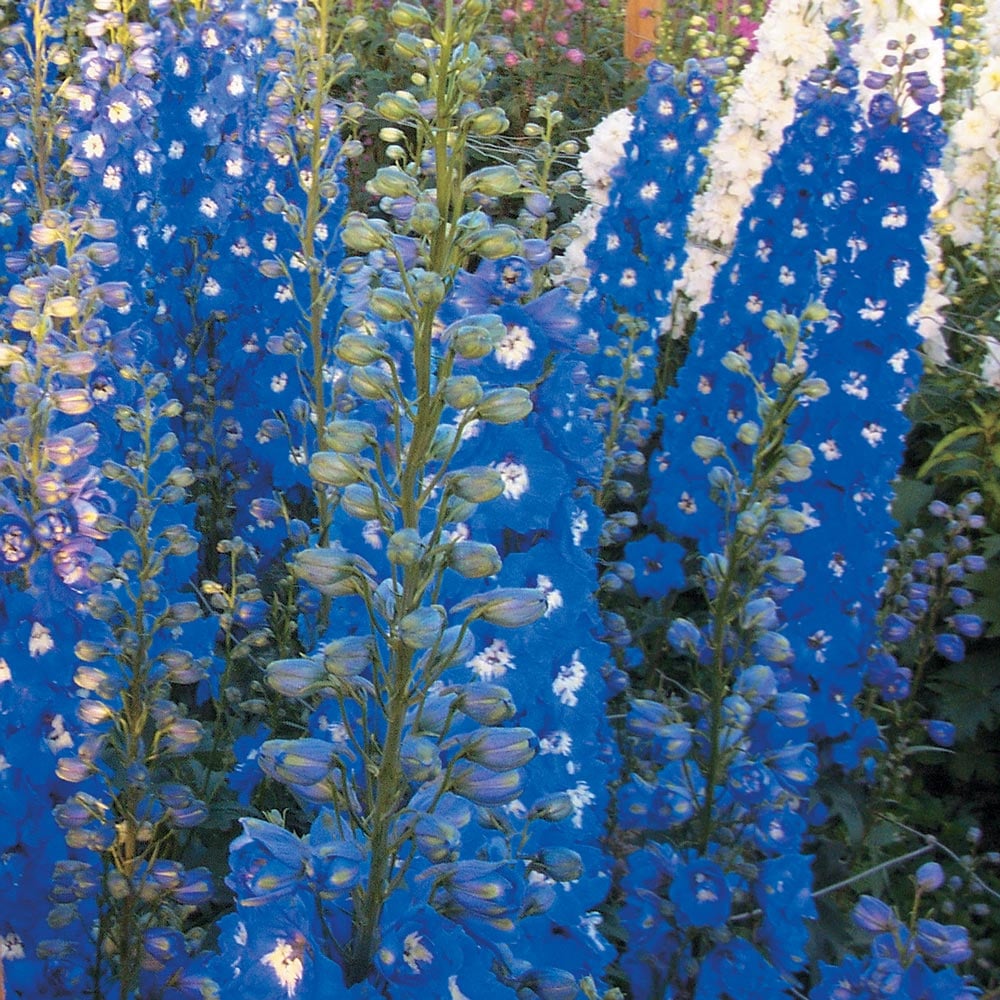 Delphinium elatum 'Royal Aspirations' | White Flower Farm