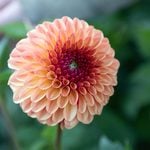  Dahlia 'Bonanza'