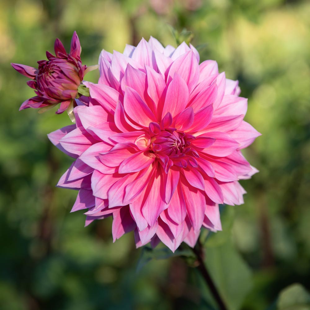 Dahlia Jersey Beauty White Flower Farm