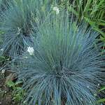  Festuca glauca 'Elijah Blue'