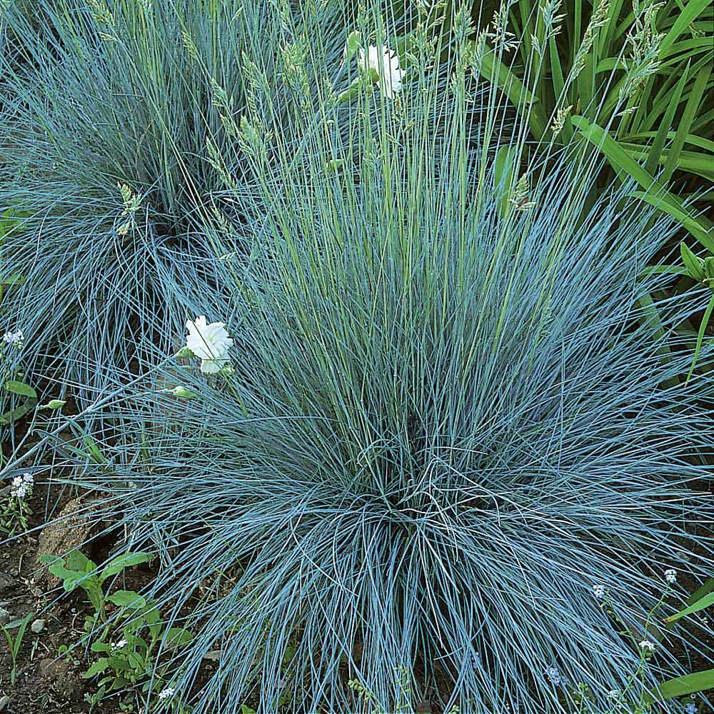 Ornamental Grass: Festuca glauca 'Elijah Blue'