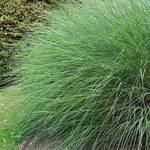  Miscanthus sinensis 'Gracillimus'