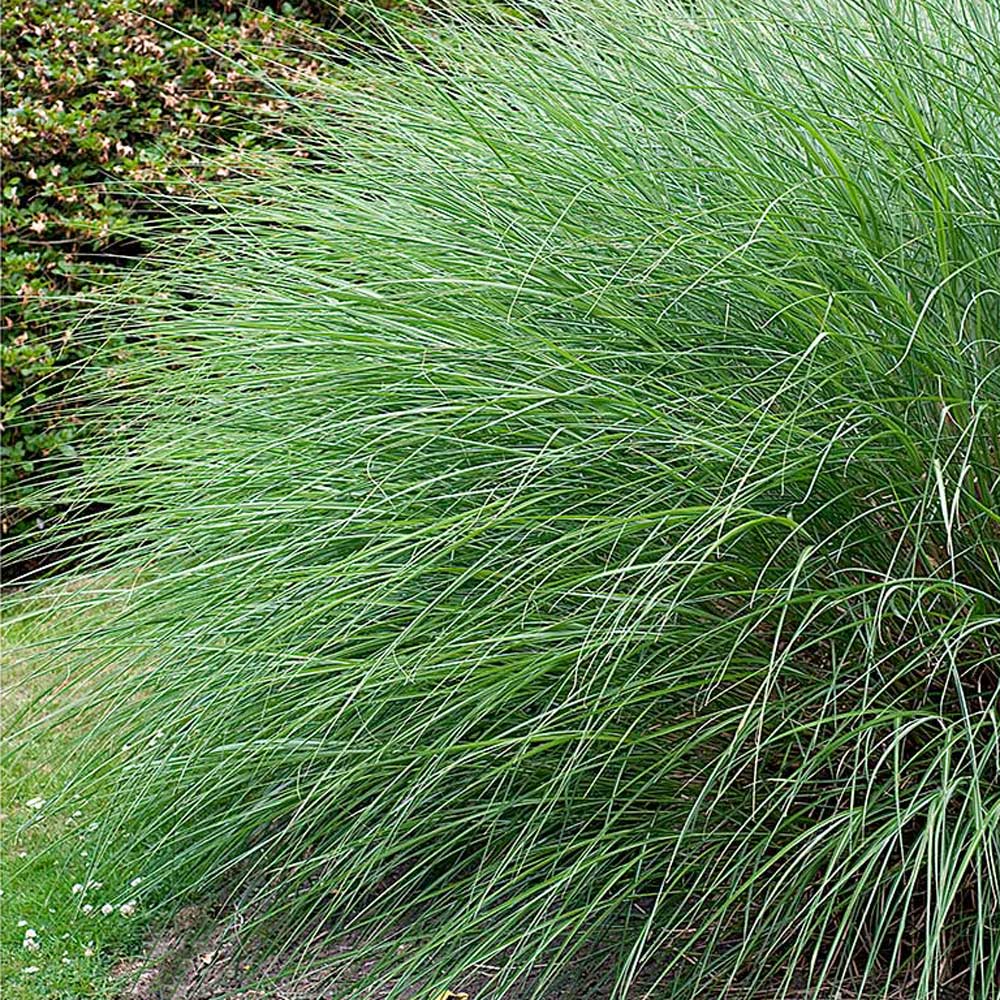 Ornamental Grass: Miscanthus sinensis 'Gracillimus'