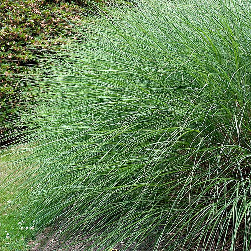 Miscanthus sinensis 'Gracillimus'