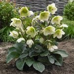  Helleborus Frostkiss® Molly's White