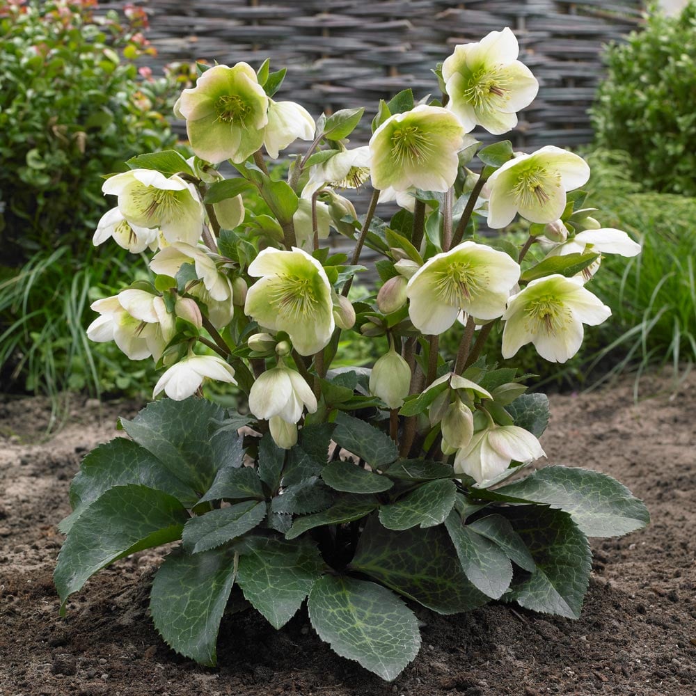 Helleborus Frostkiss® Molly's White