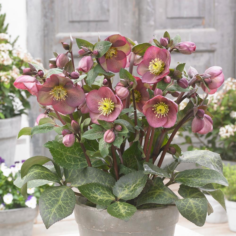 Helleborus Frostkiss® Pippa's Purple White Flower Farm