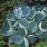  Hosta 'Abiqua Drinking Gourd'