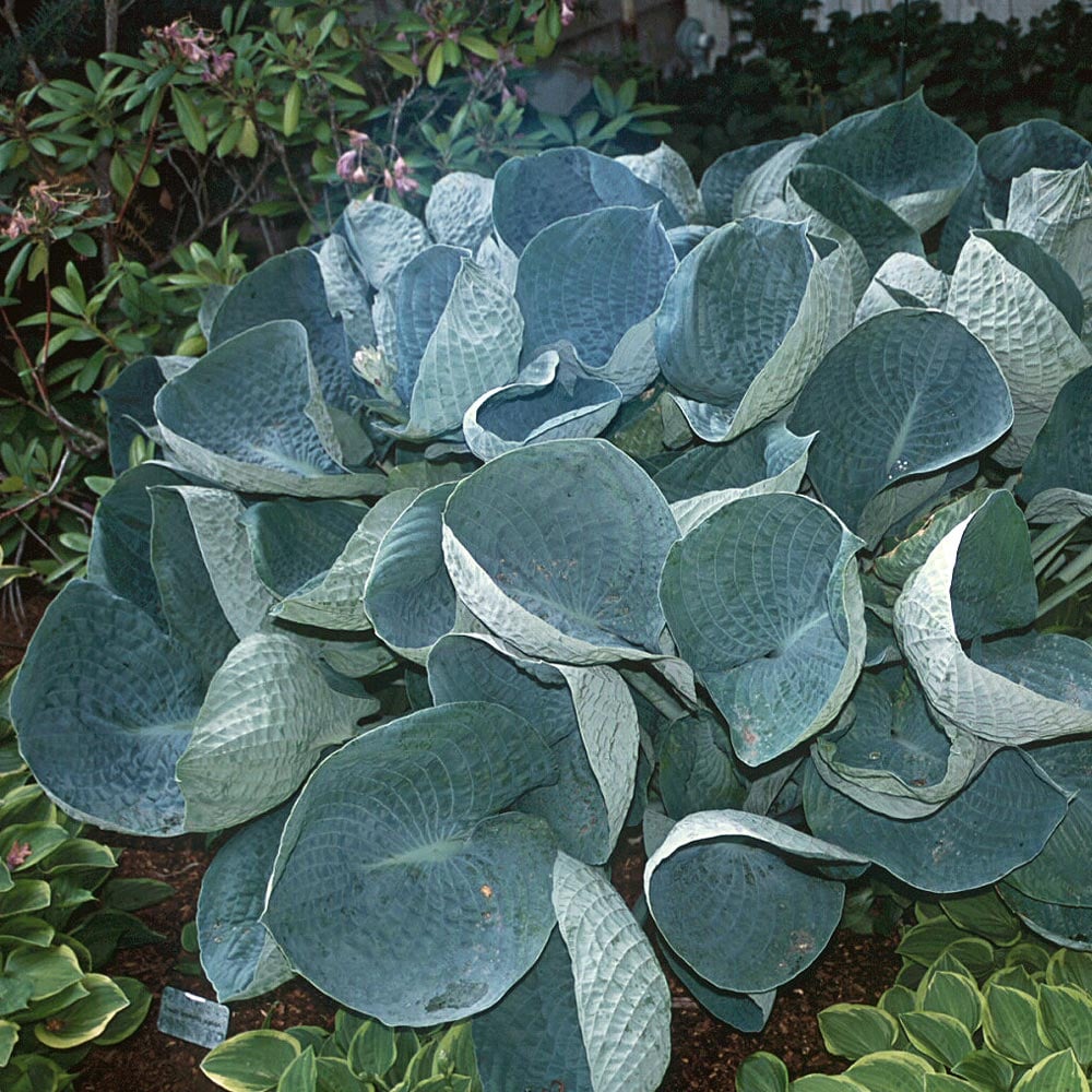 Hosta 'Abiqua Drinking Gourd'