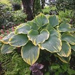  Hosta 'Sagae'