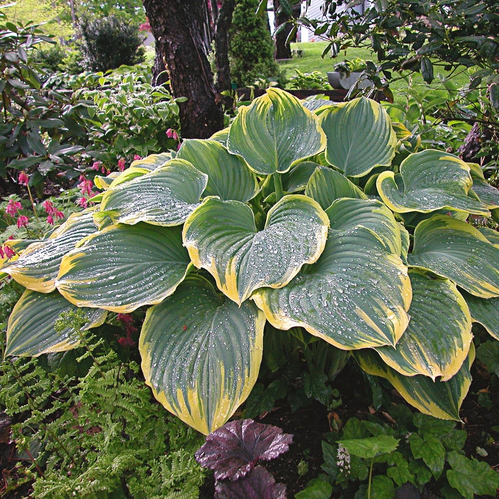 Hosta 'Sagae'