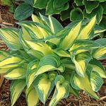 Plantain Lily